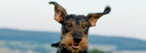 Hund mit wehenden Ohren