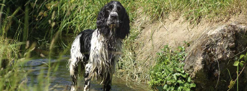 Cane bagnato con pelo lungo in piedi nell'acqua